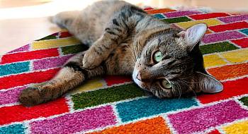 Персонализация интерьера с помощью ковра