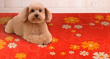 Как вывести запах с ковра