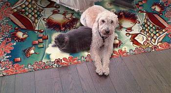 Как вывести кошачий запах на ковре